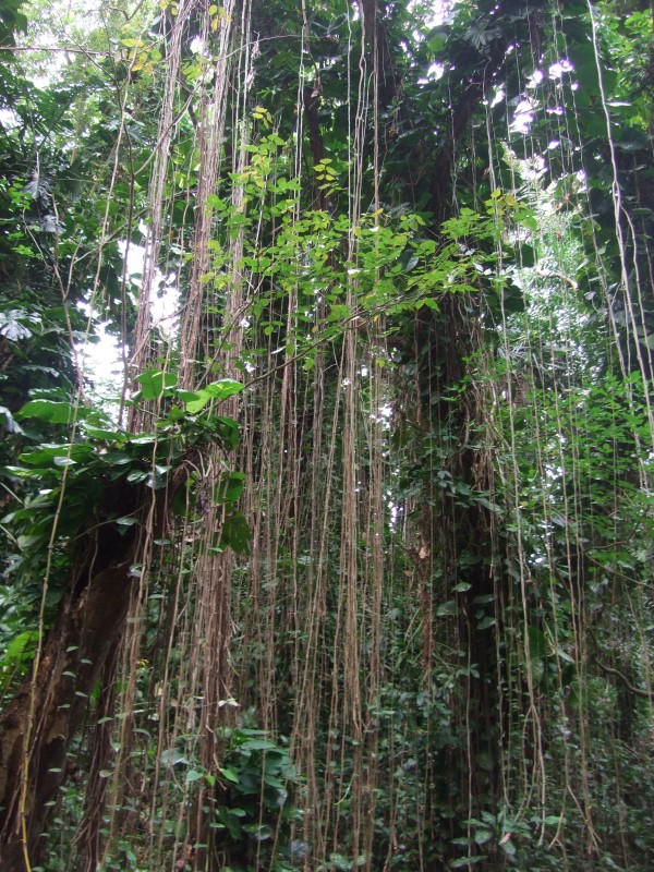 Mauritius 2010 - 0321 